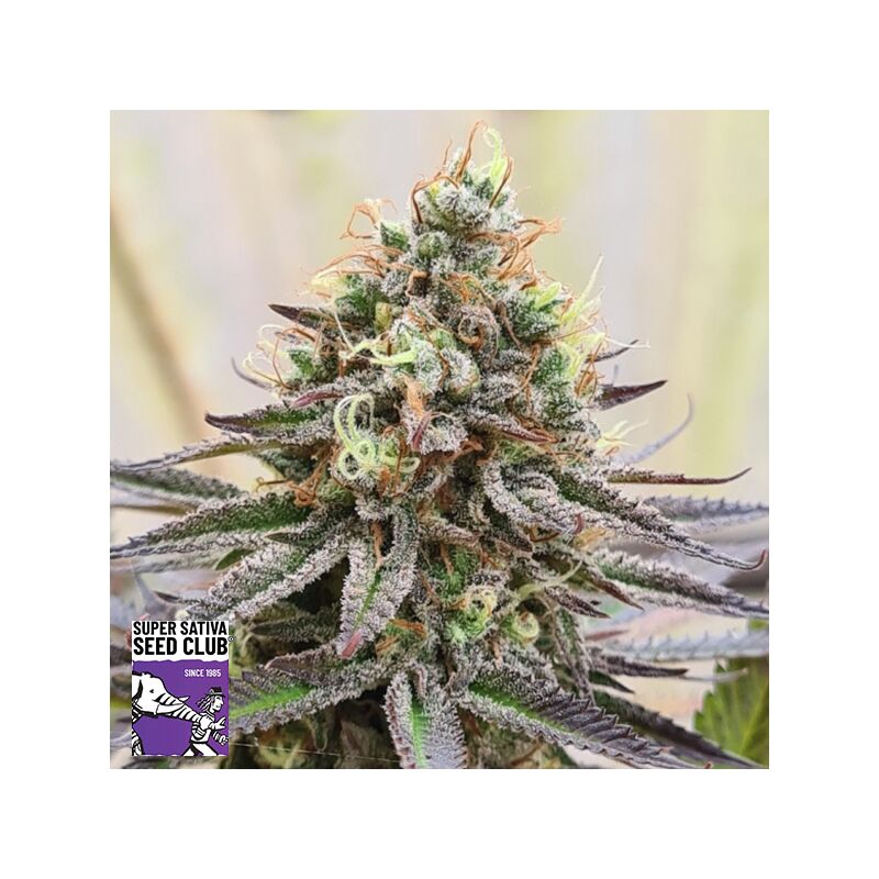 Gorilla Super Glue, Фасовка: 5